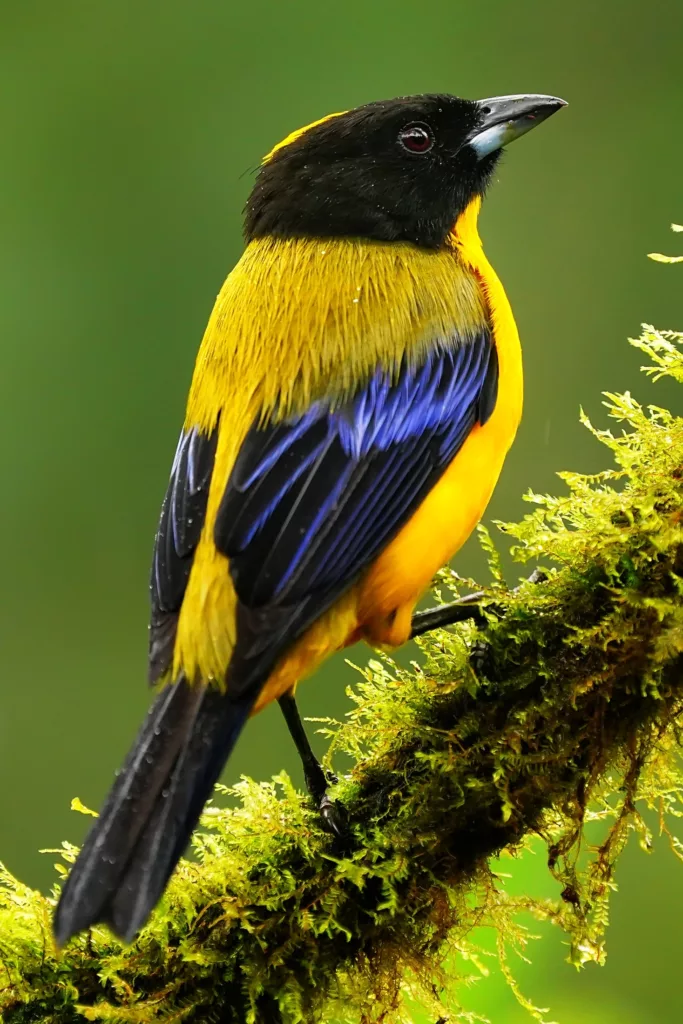 Colorful bird taken on a Ecuador birds photography tour with Don Mammoser.