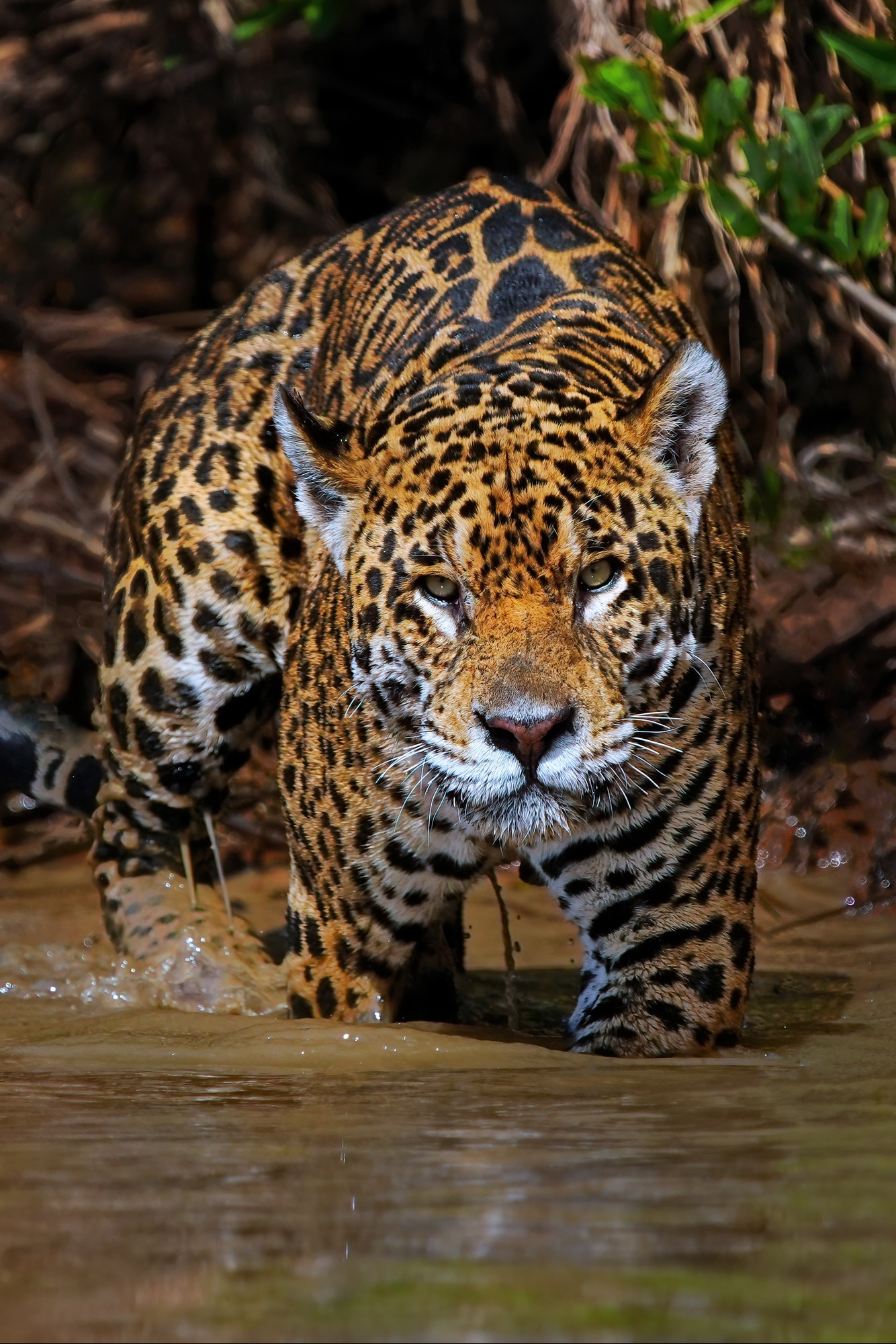 Pantanal wildlife guided photo tour
