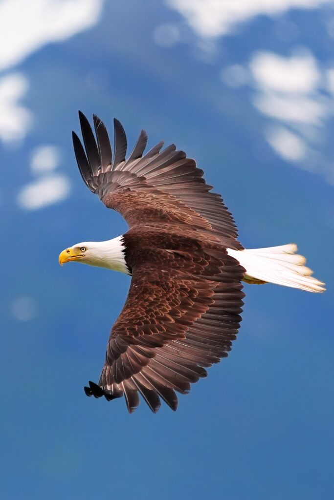 Alaska's inside passage guided photo tour with Don Mammoser