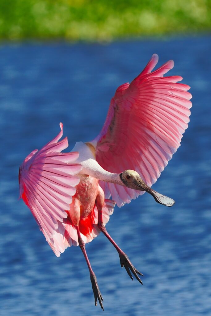 Florida birds photo workshop with Don Mammoser
