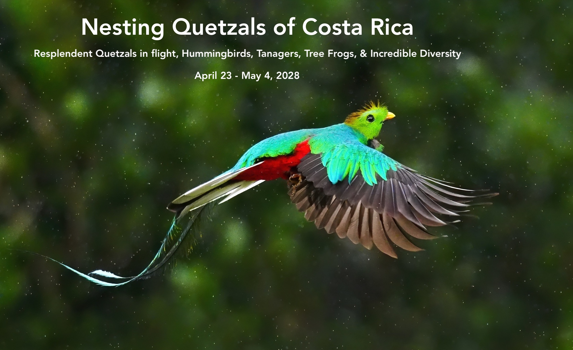 nesting quetzals of costa rica photo tour